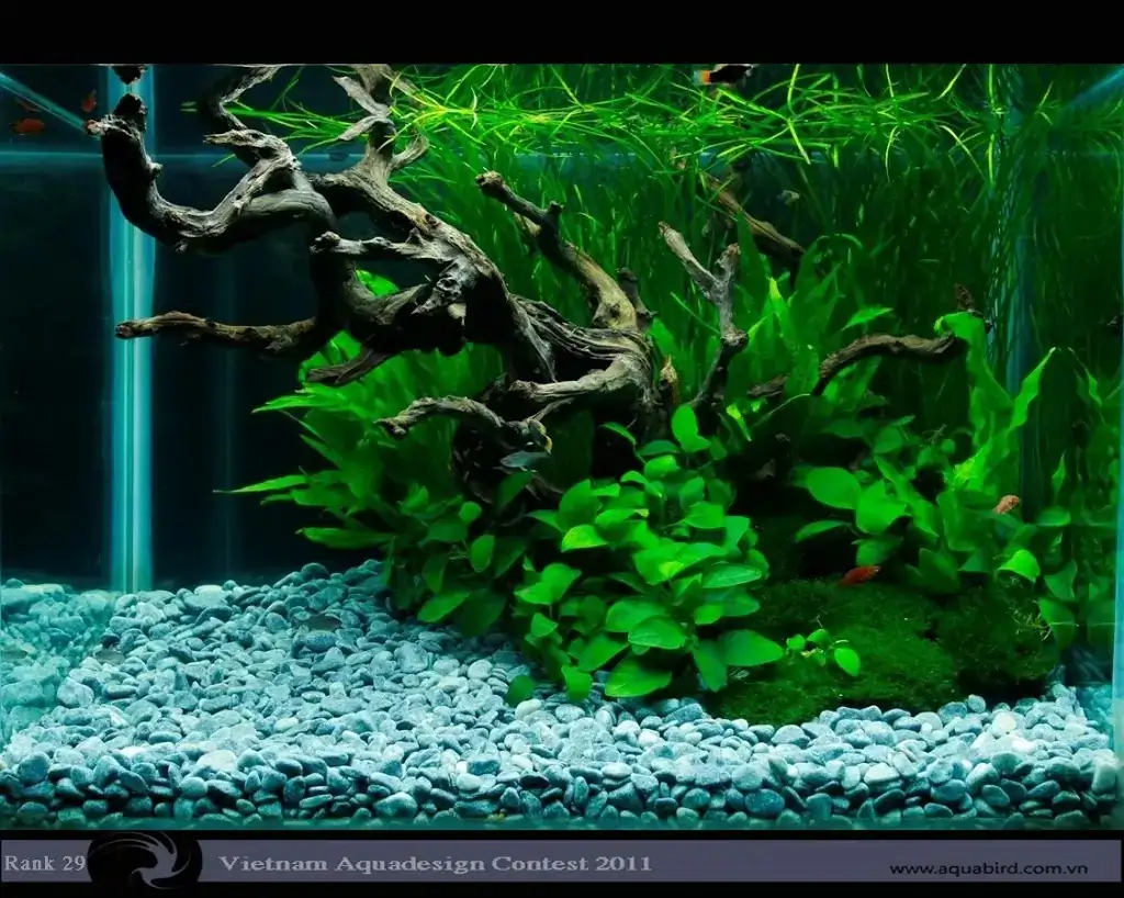 Vietnam Aquatic Design Contest 2011