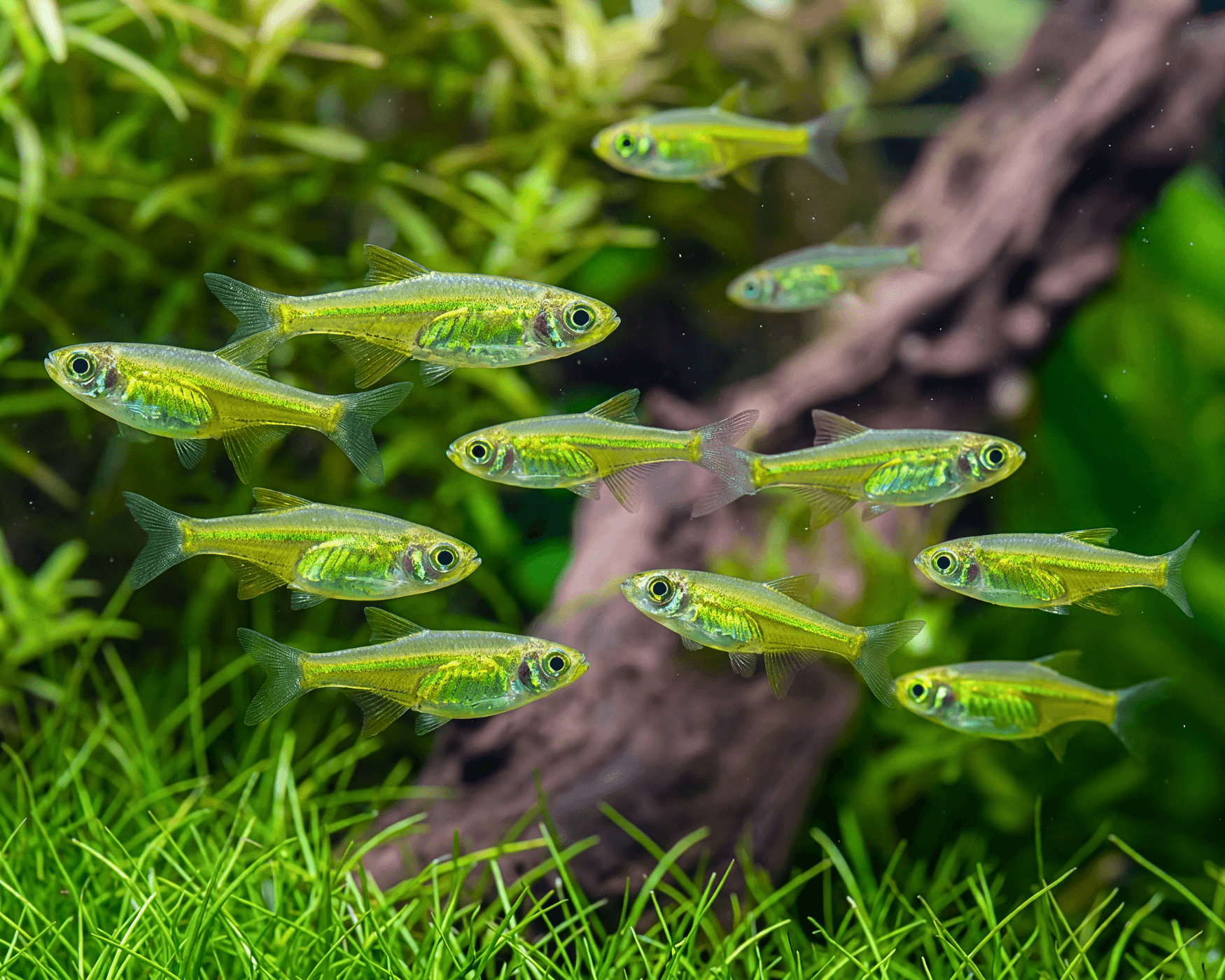 The Miniature Emerald Dwarf Danio