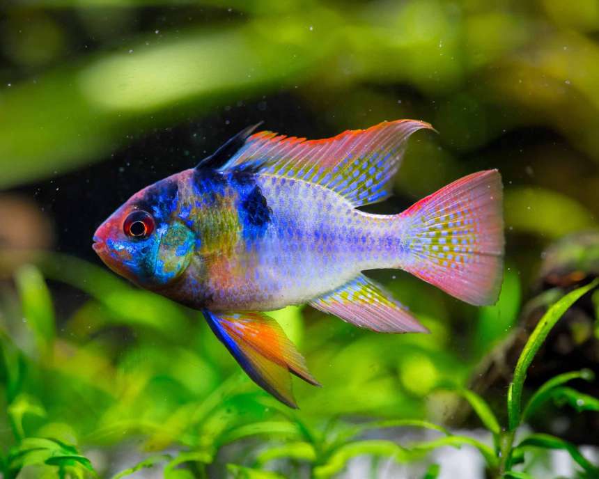 Diet and Feeding