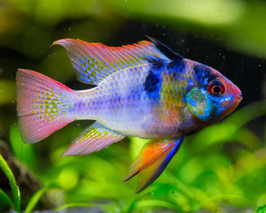 Aquarium Requirements