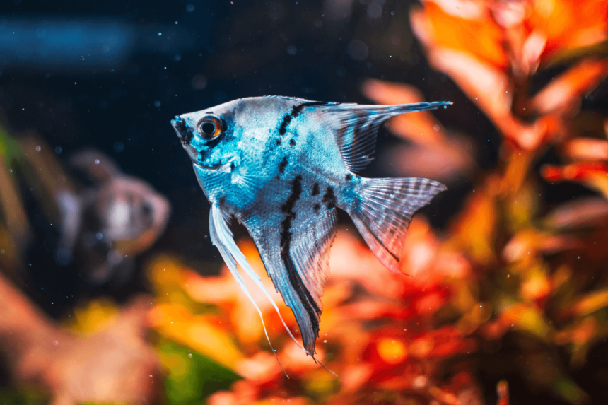 Leopard Angelfish (Pterophyllum scalare)