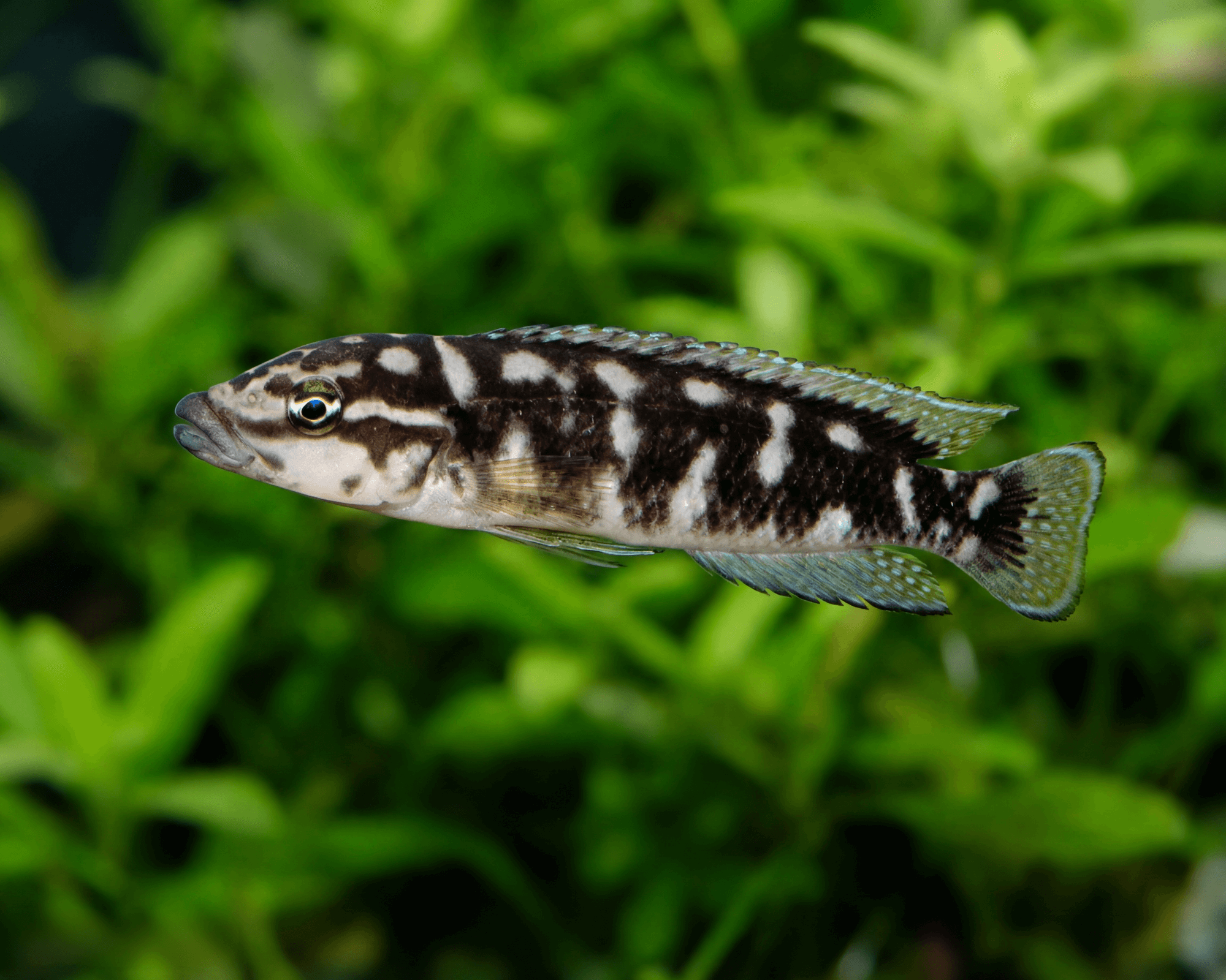 Taxonomy and identification