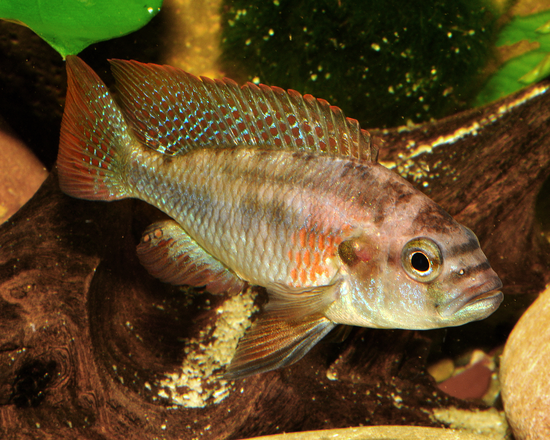 Taxonomy and identification