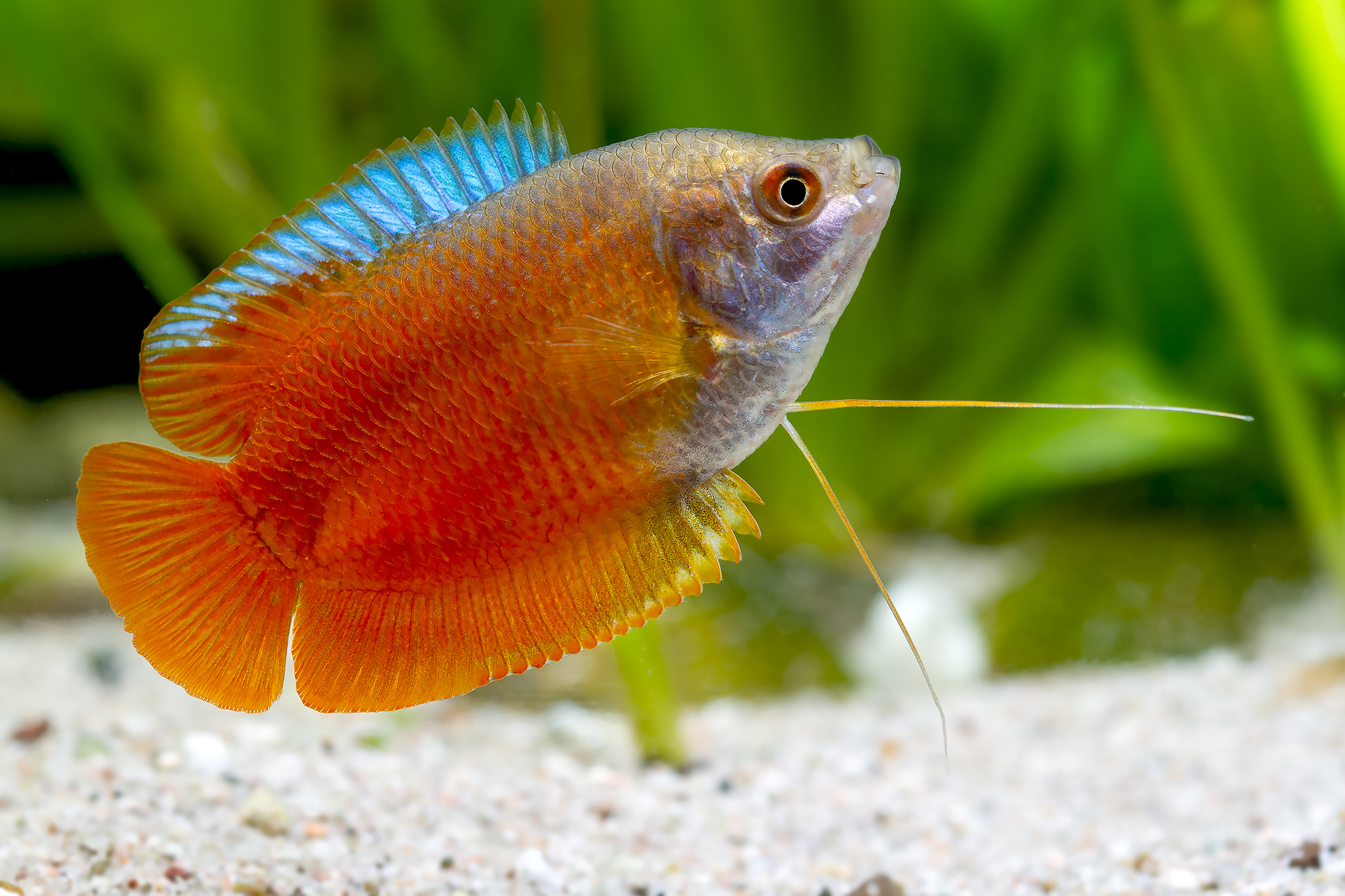 The Charming Dwarf Gourami
