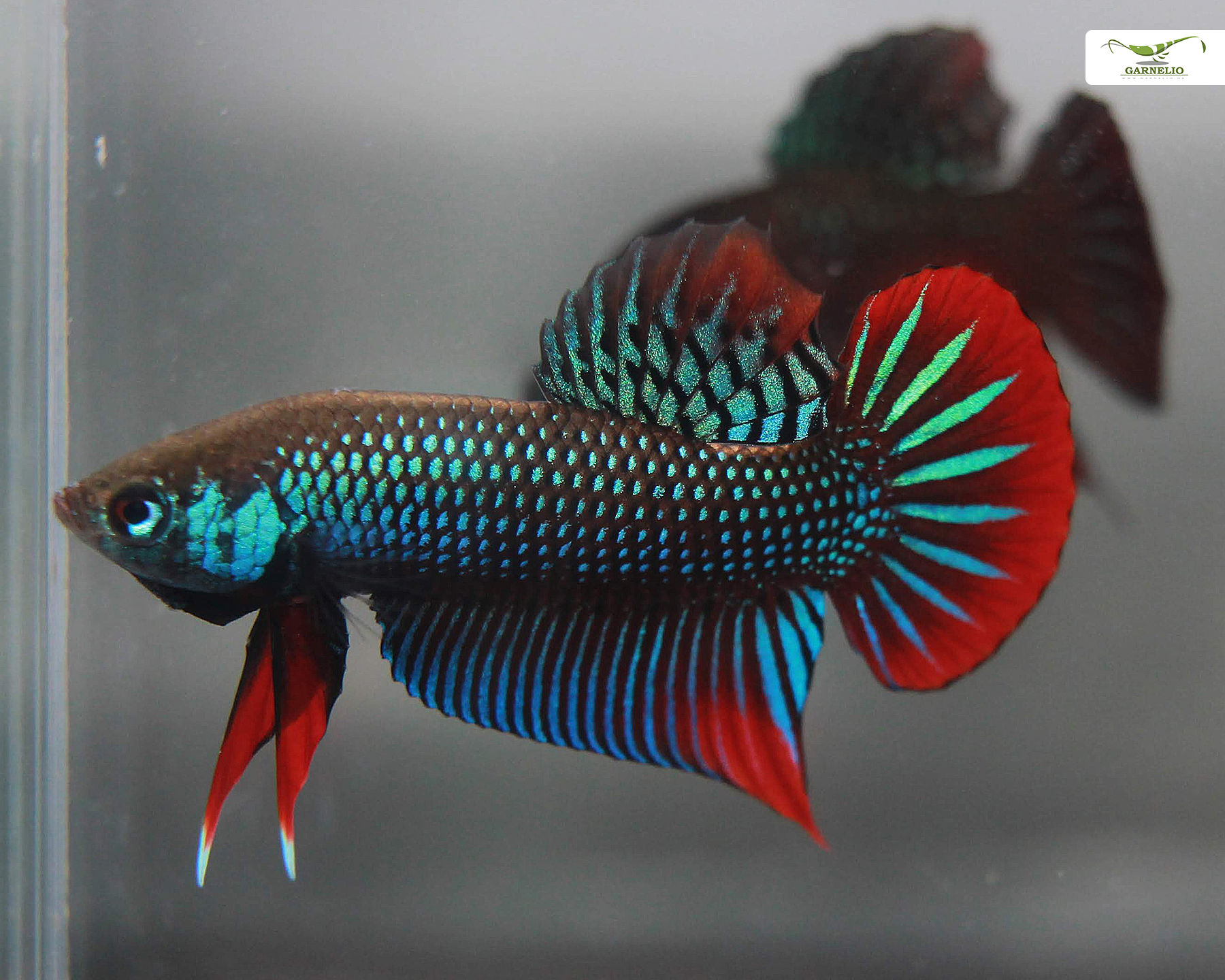 The Shy but Beautiful Honey Gourami