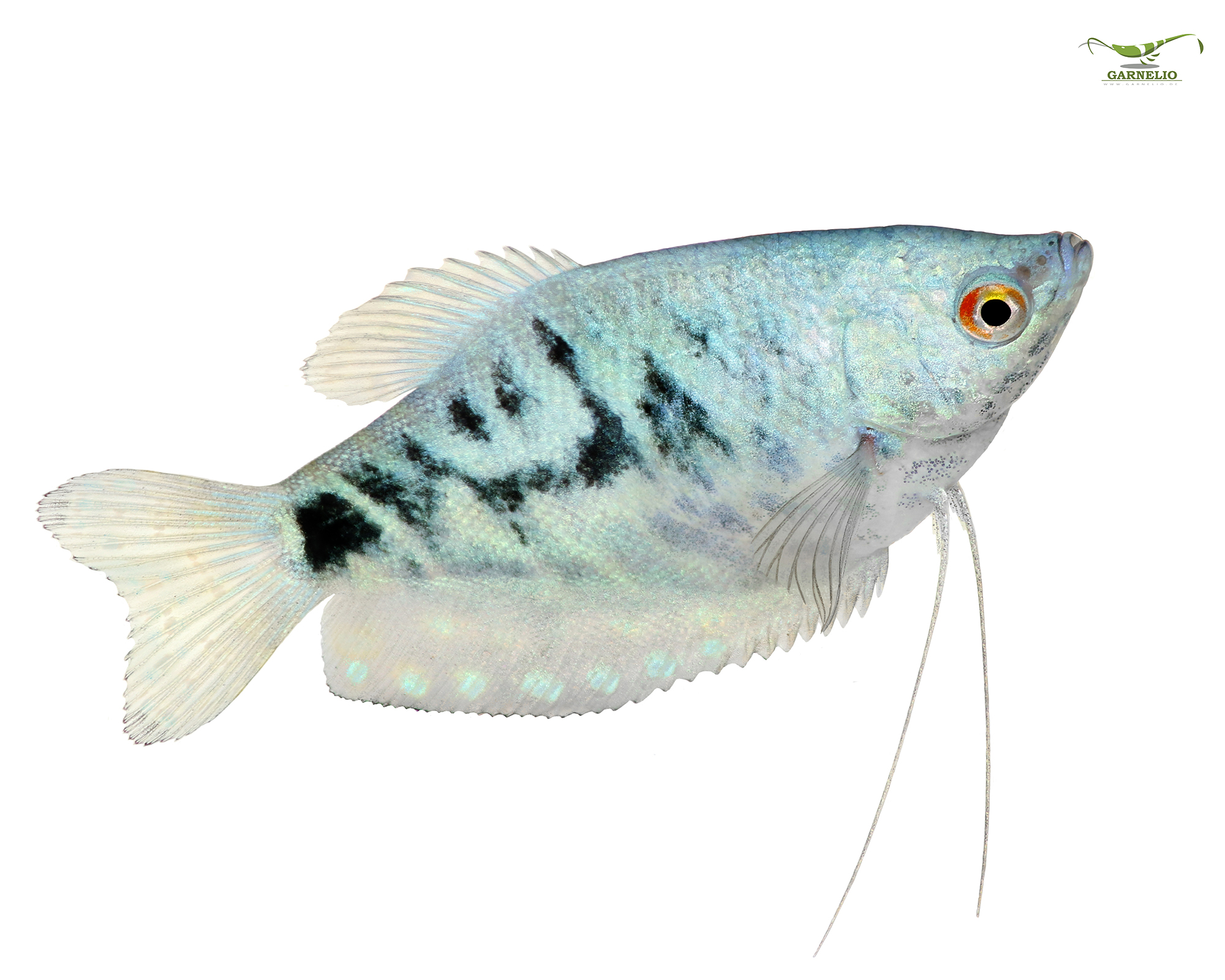 Avoid the attractive fish that outgrows the design