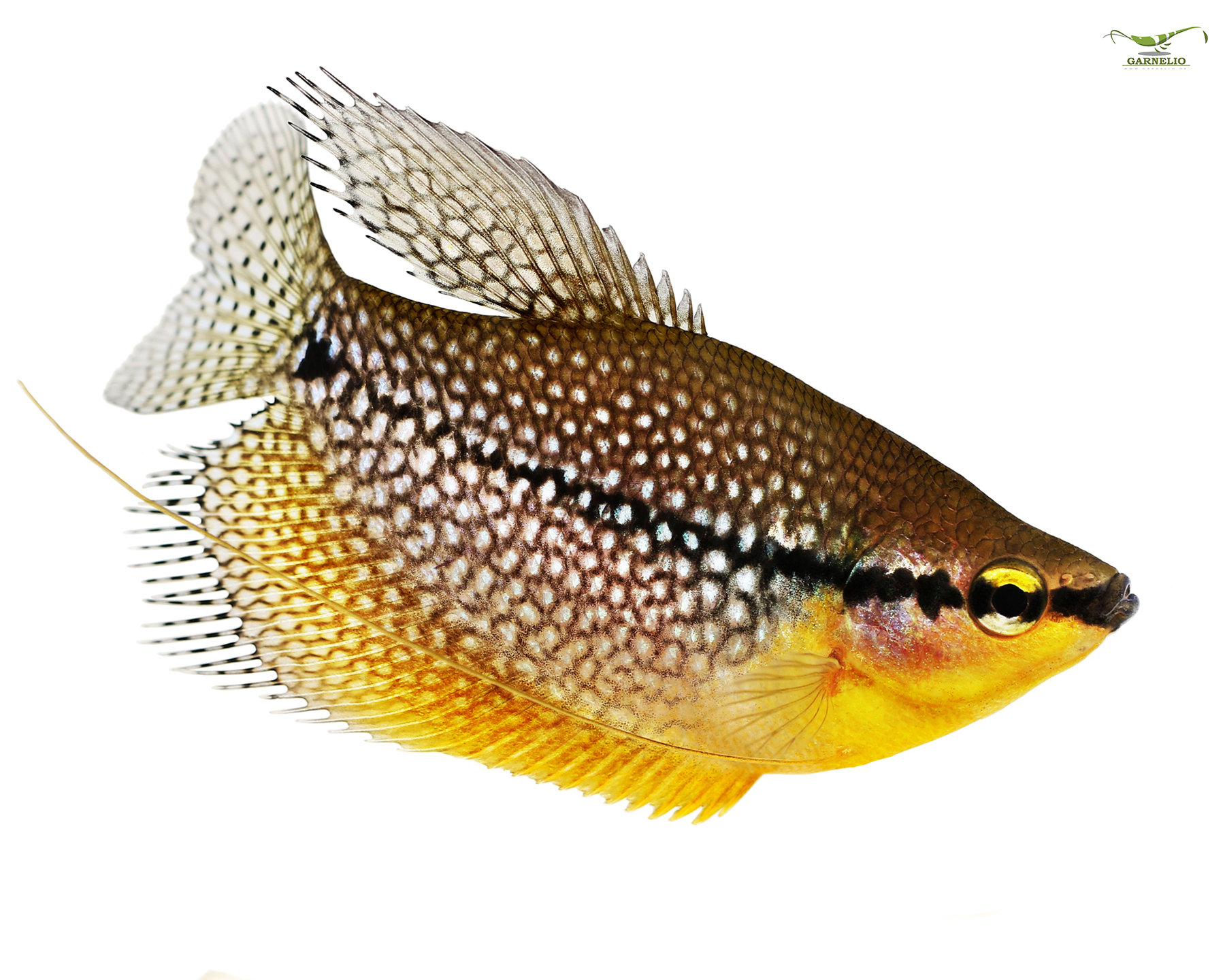 The Graceful Mosaic Gourami