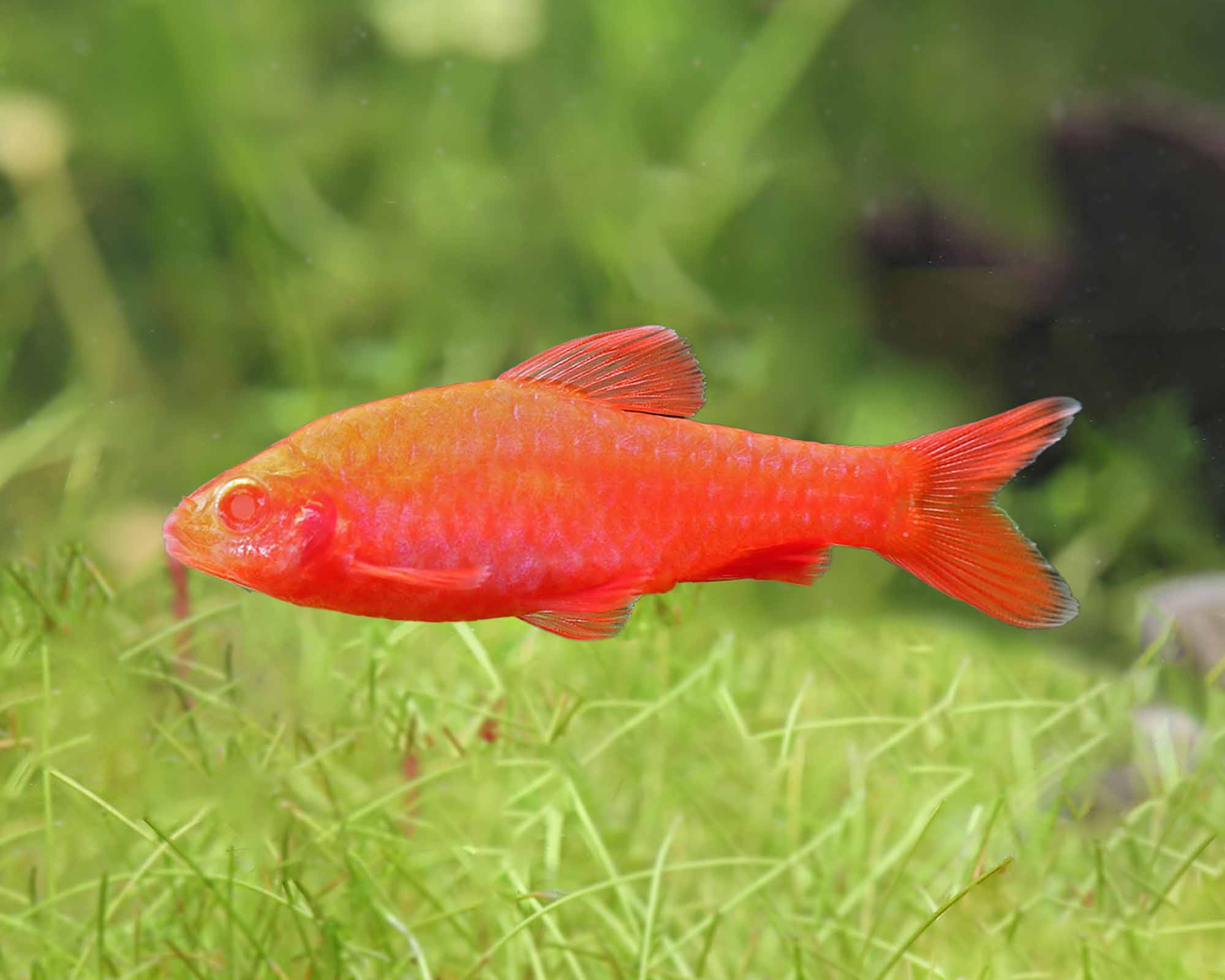 Cherry Barbs: Active, Peaceful, and Bursting with Red