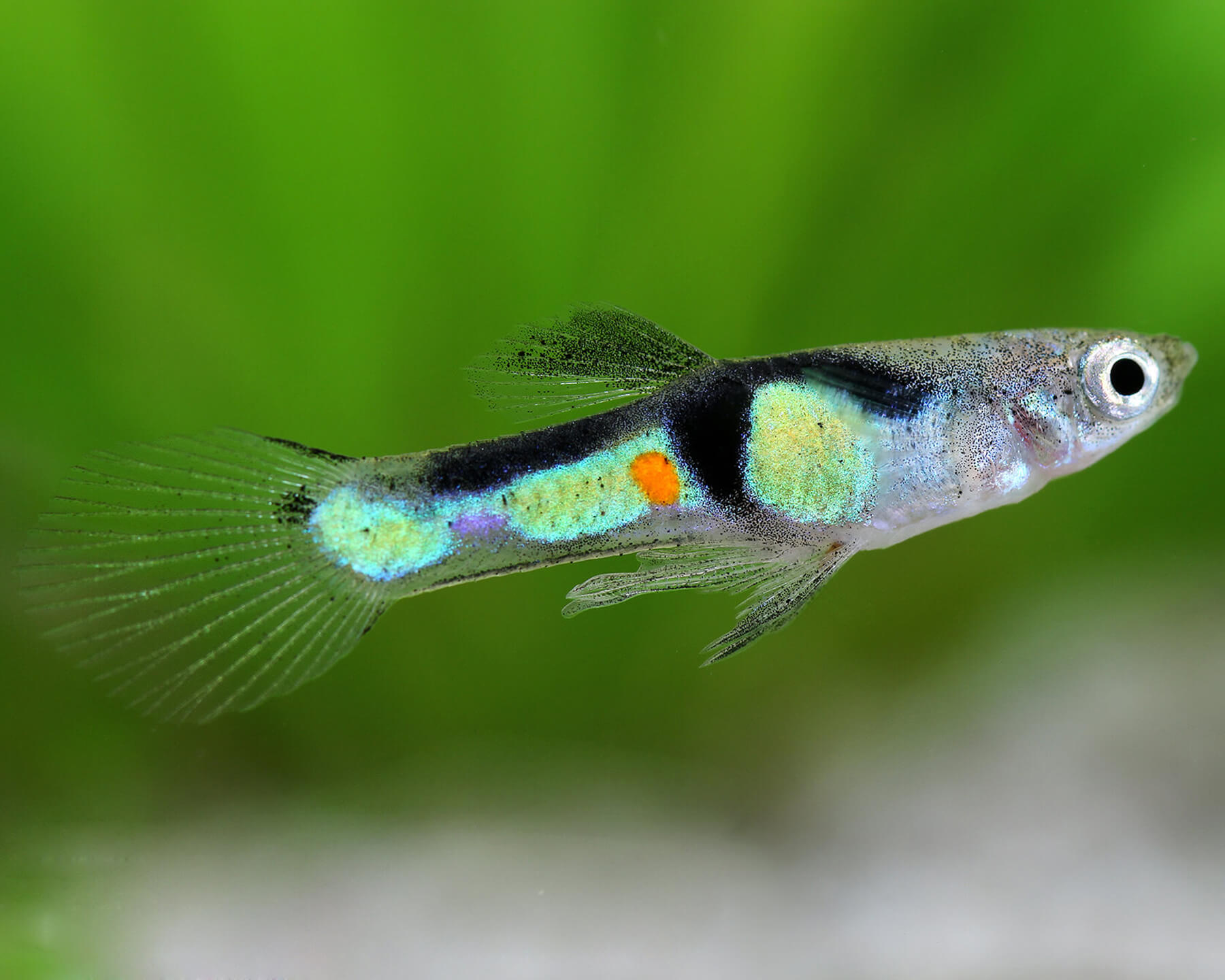 The Vibrant Endler Guppy