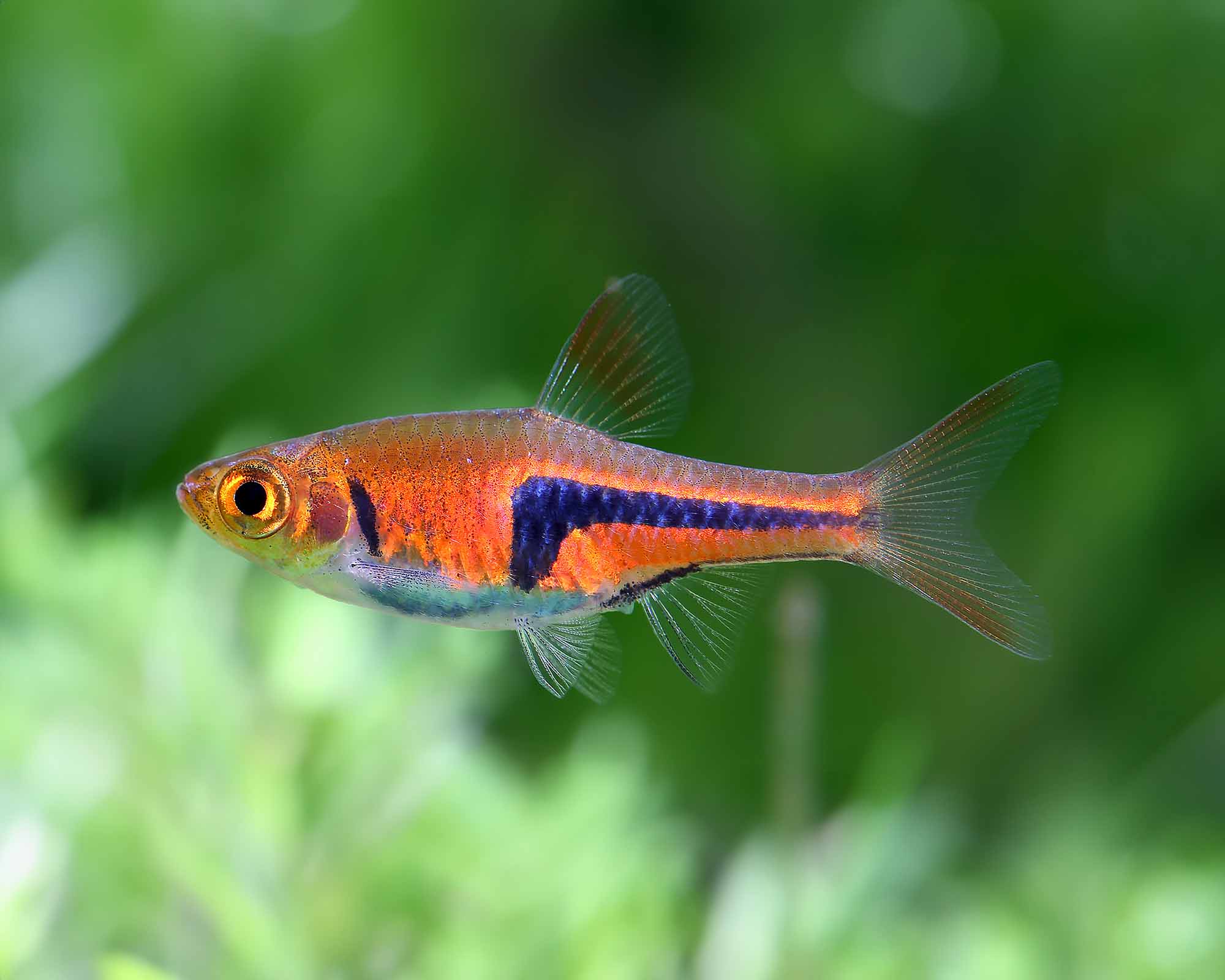Use schooling fish as the safest community foundation