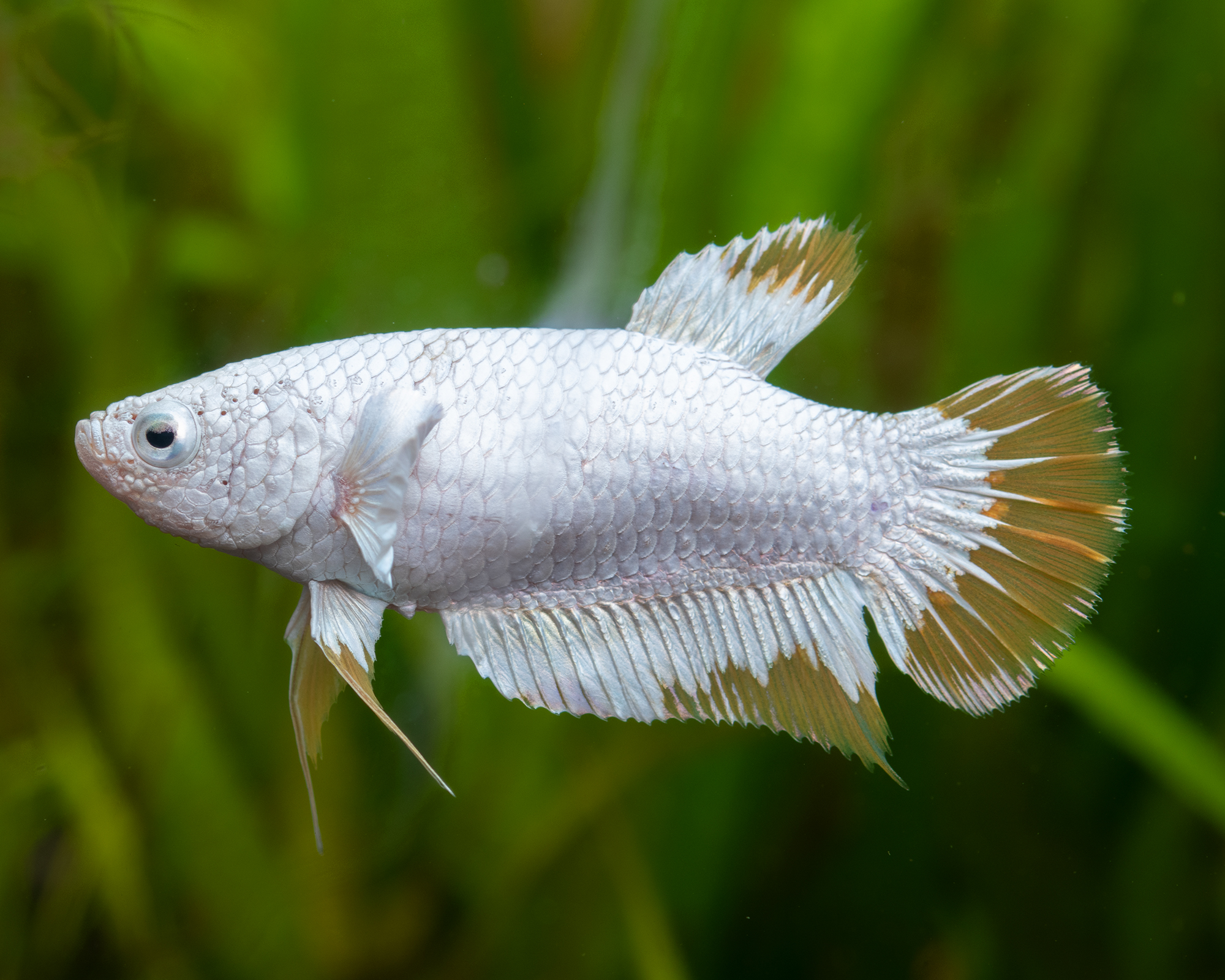 Know when a centerpiece fish changes the risk level