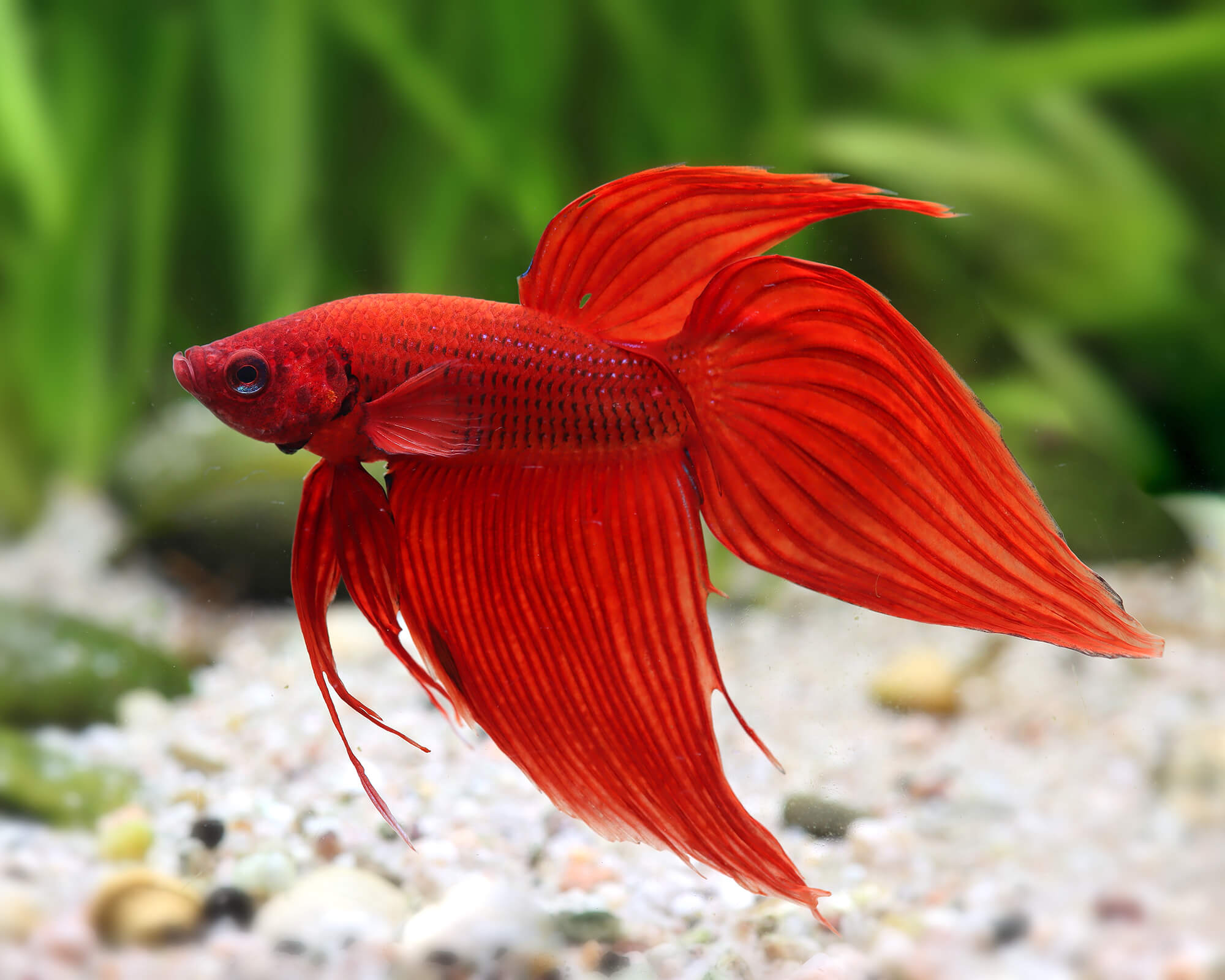 Design a betta layout around calm water and retreat zones