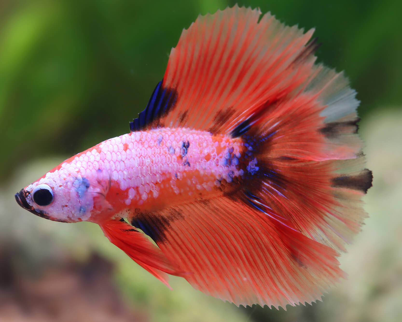 Make the centerpiece match the aquascape’s pace