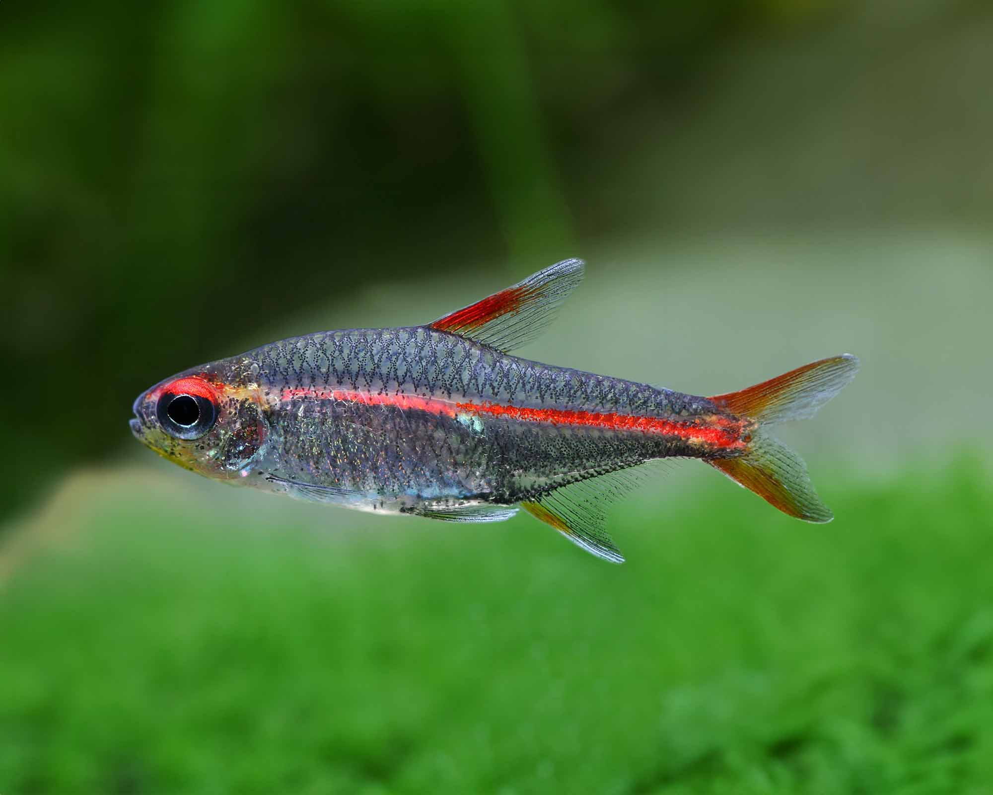 Treat shrimp survival as a tank-mate test