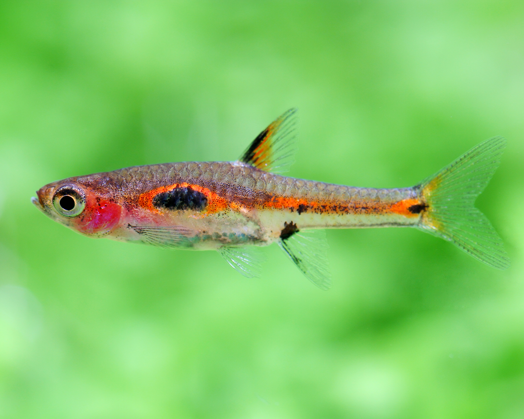 Build a shrimp-focused composition around cover and contrast