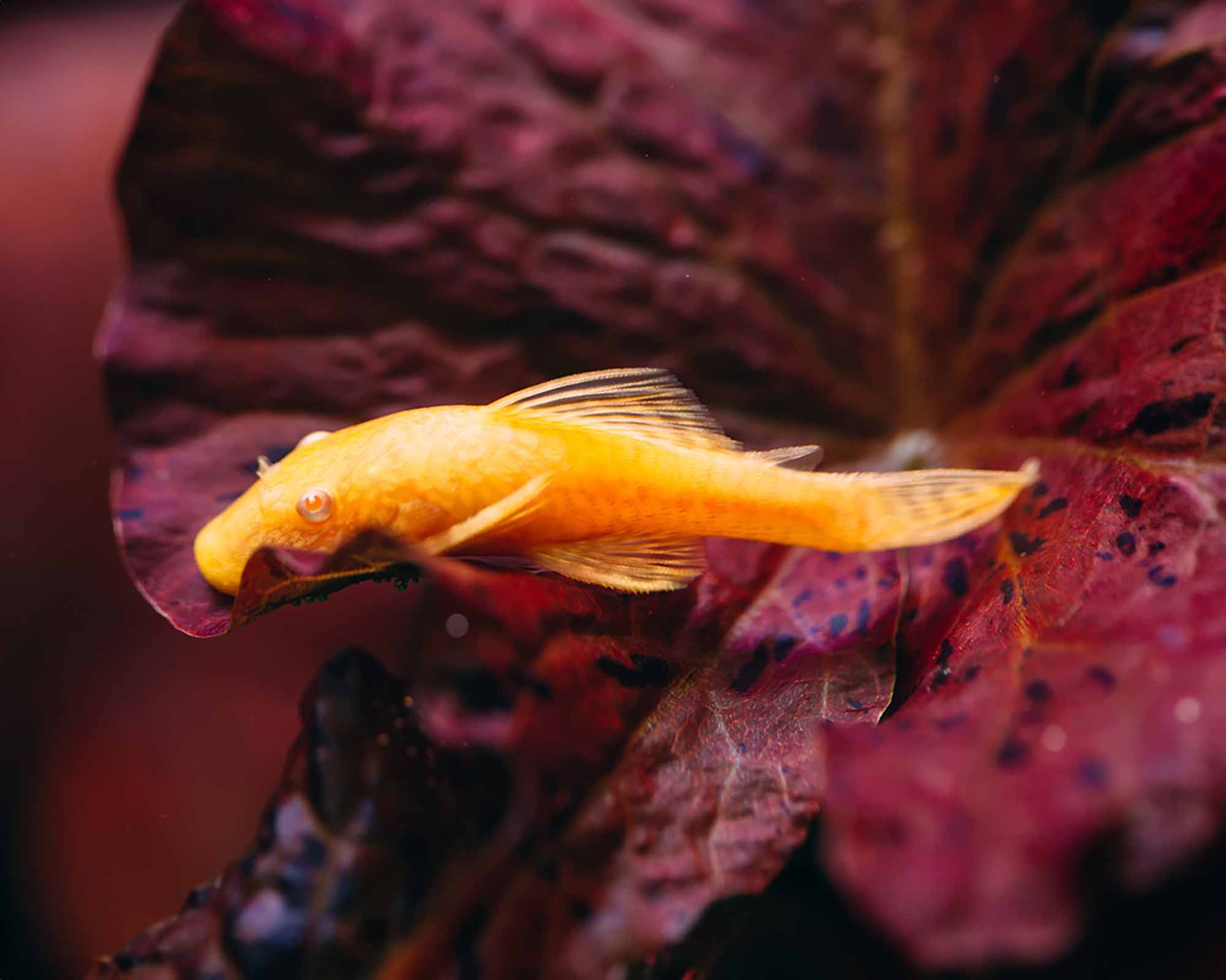 Golden Antenna Catfish for Algae Control