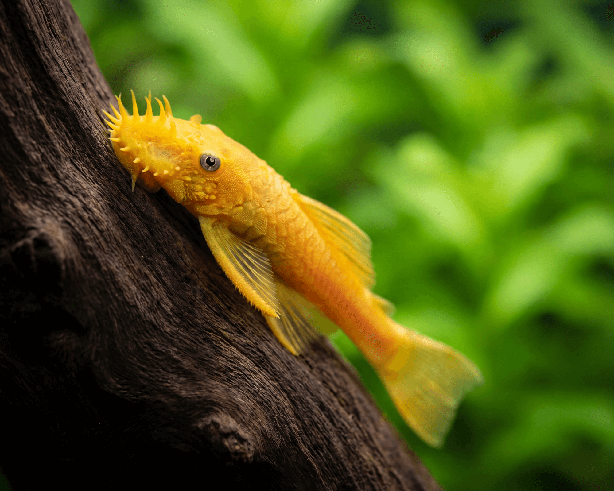 Hardy Gold Antenna Catfish