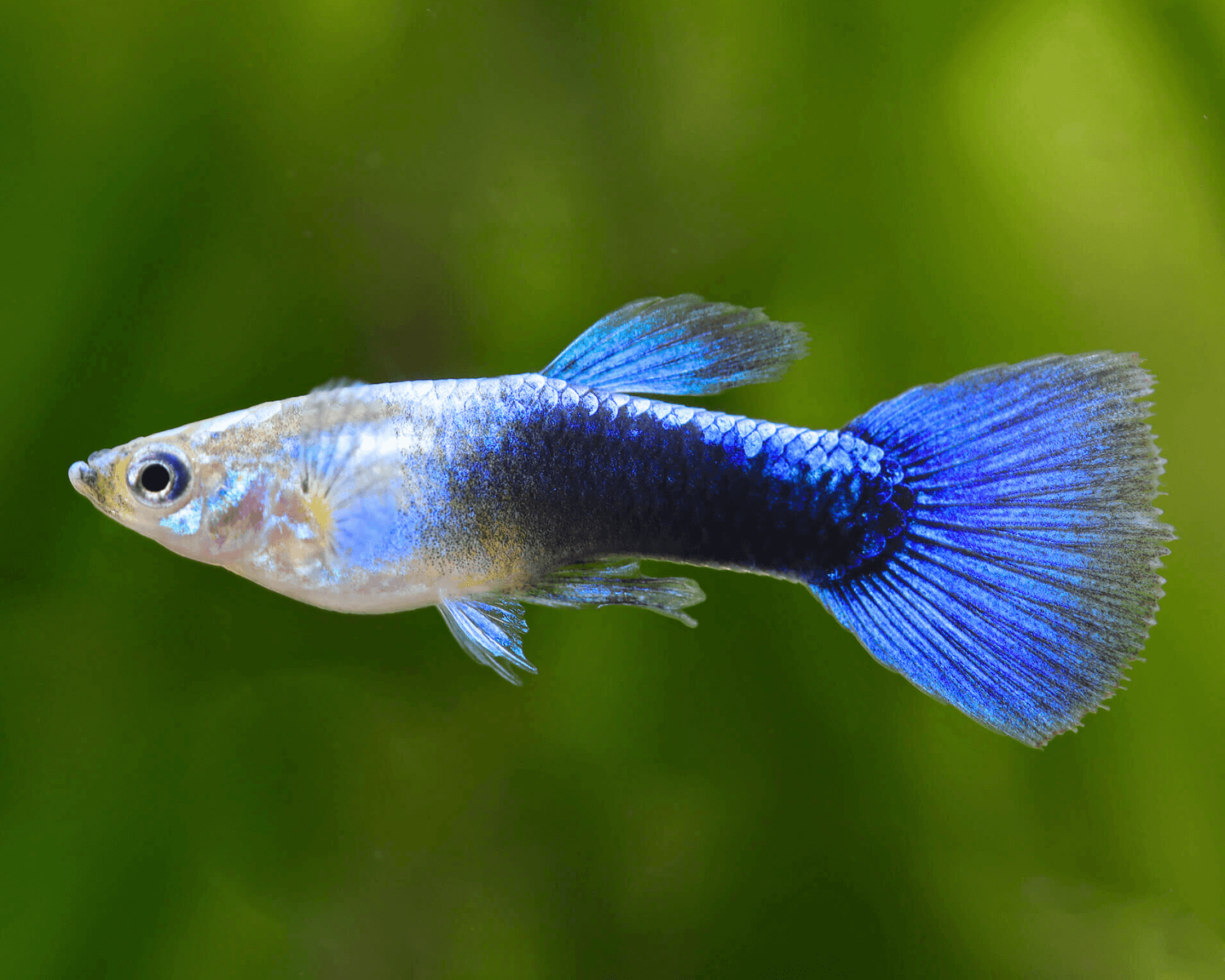 Avoid the livebearer and soft-water mismatch