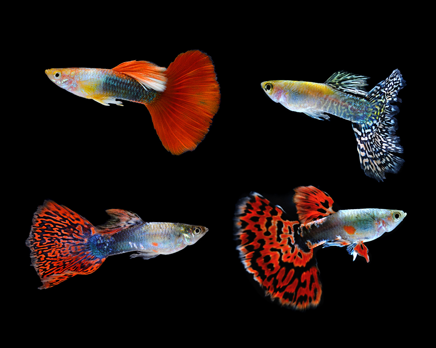 The Ever-Popular Guppy: A Splash of Living Jewels