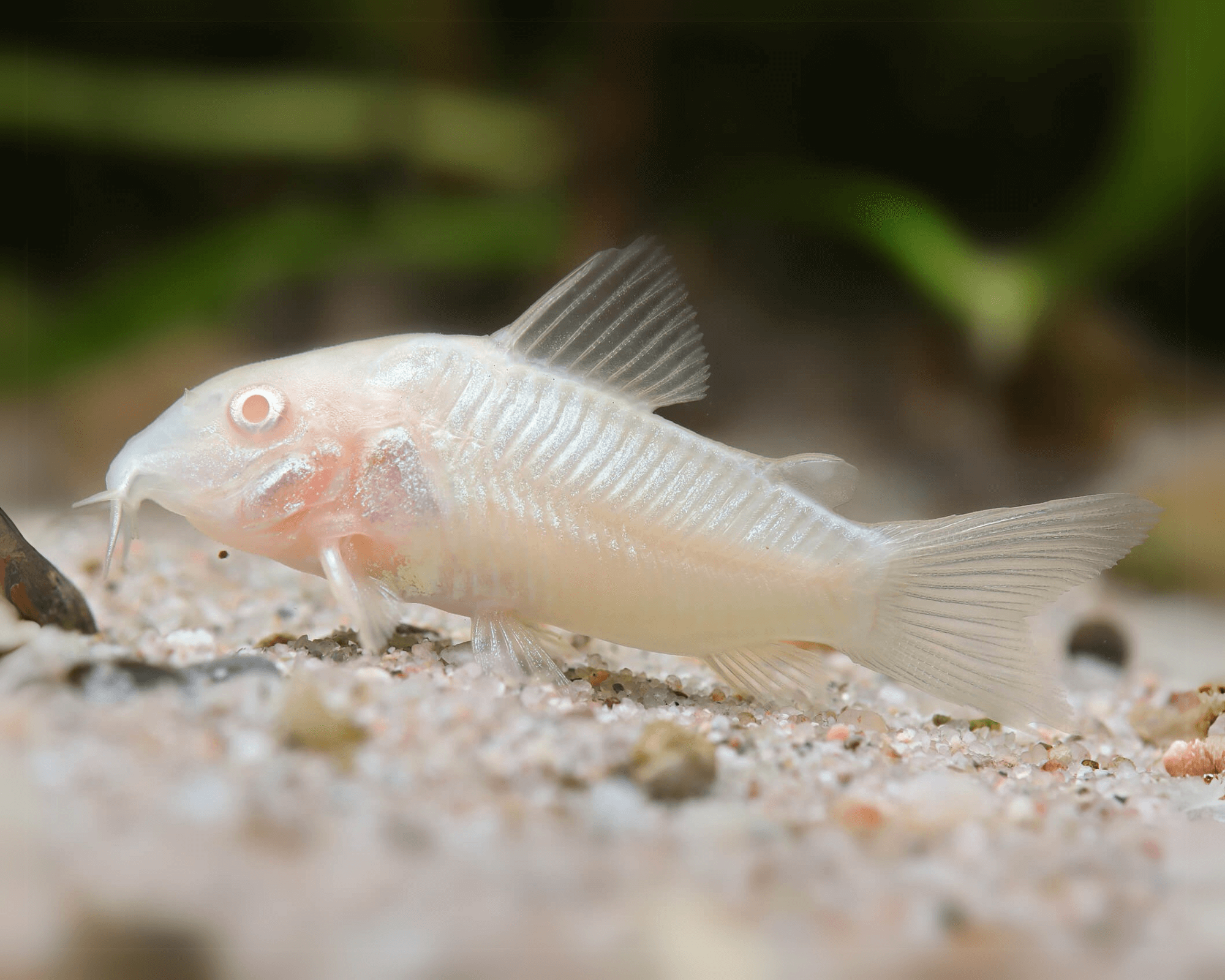 The Hardy Bronze Corydoras