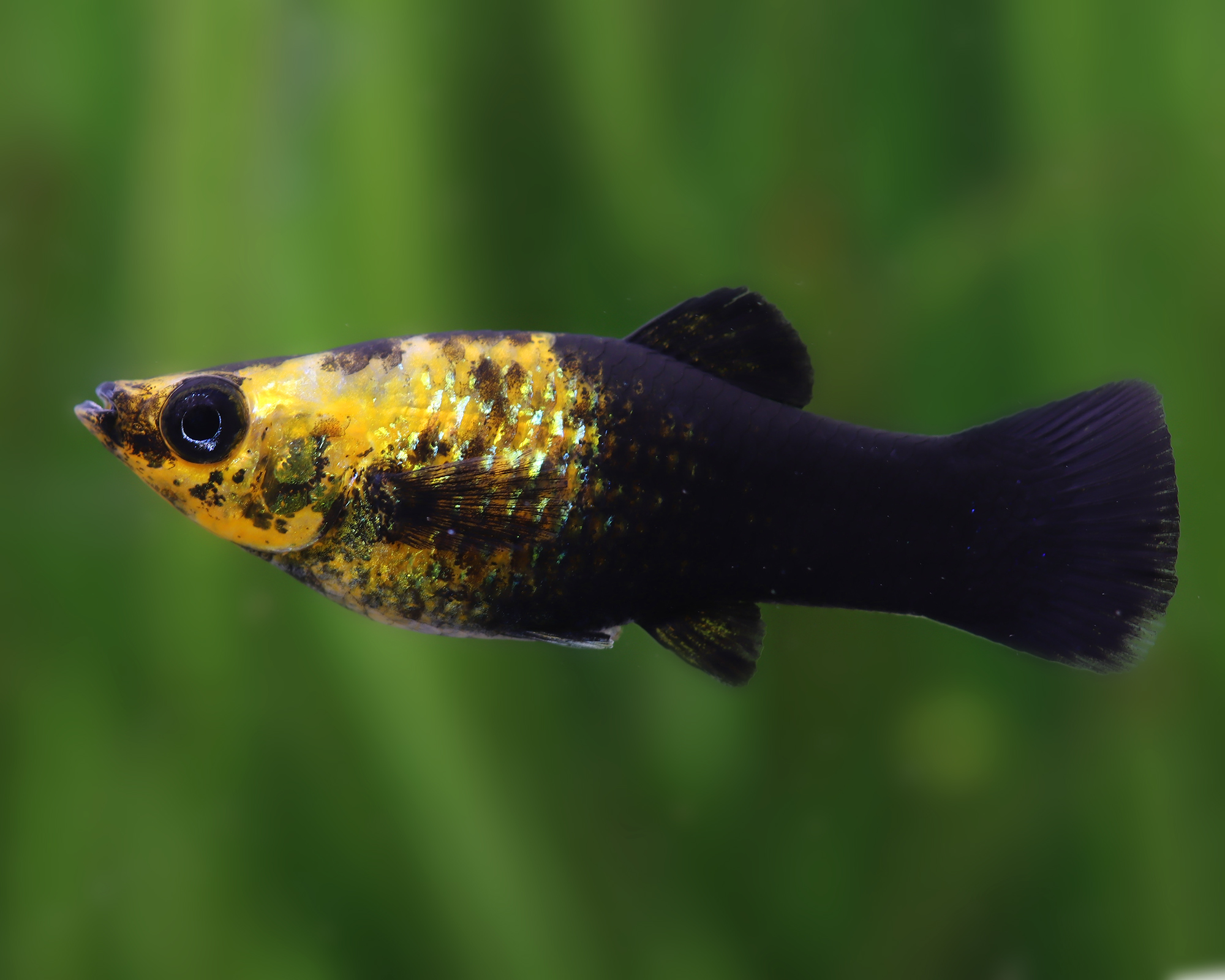Molly Fish: Active and Hardy