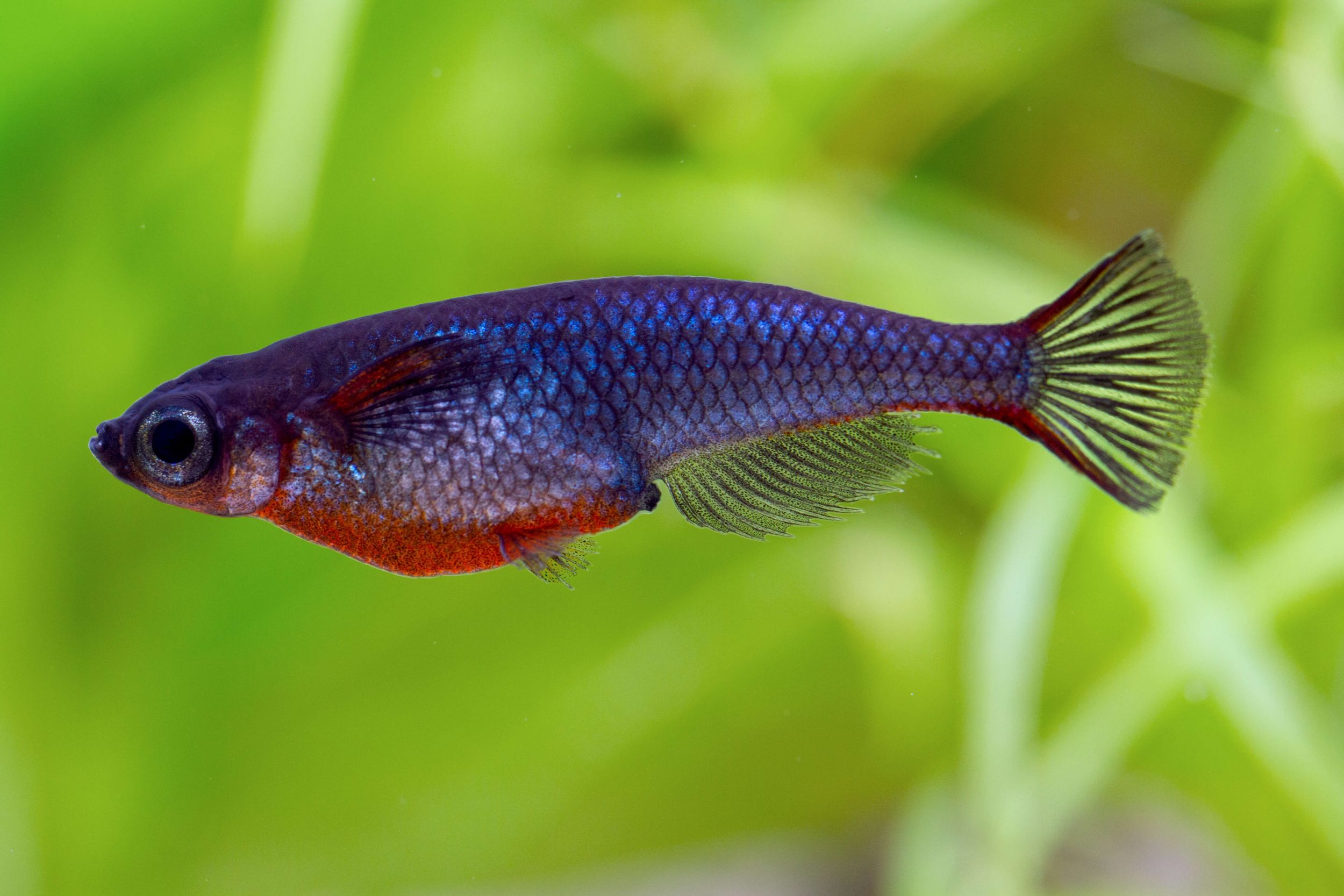 The Elegant Neon Rice Carp