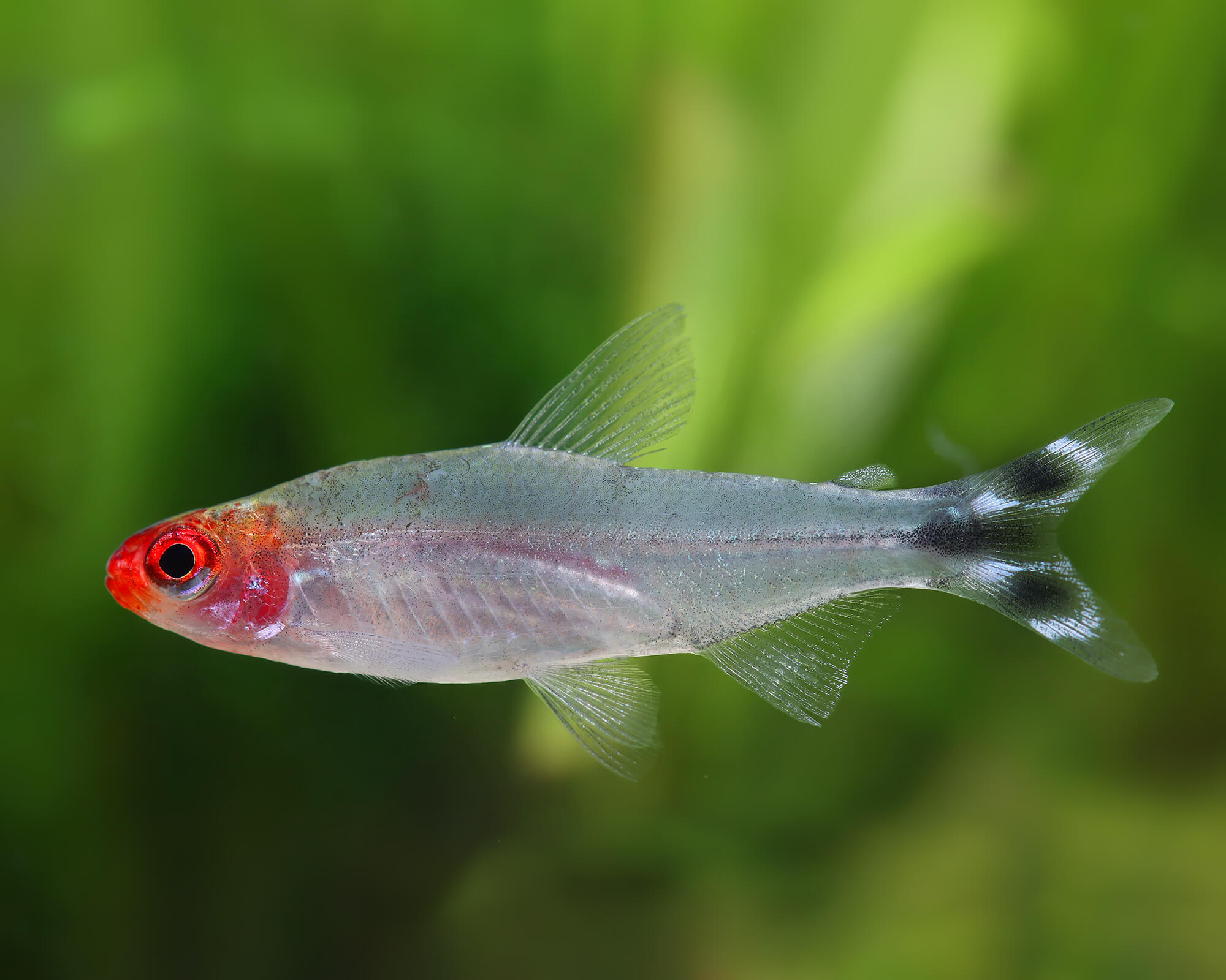 Rummy Nose Tetras: A Living Thermometer for Your Tank