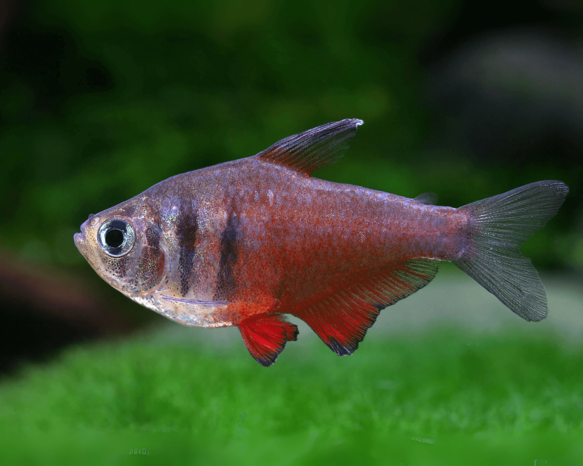 Choose plant cover before adding shrimp