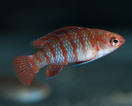 The Vibrant Scarlet Dwarf Bluefish