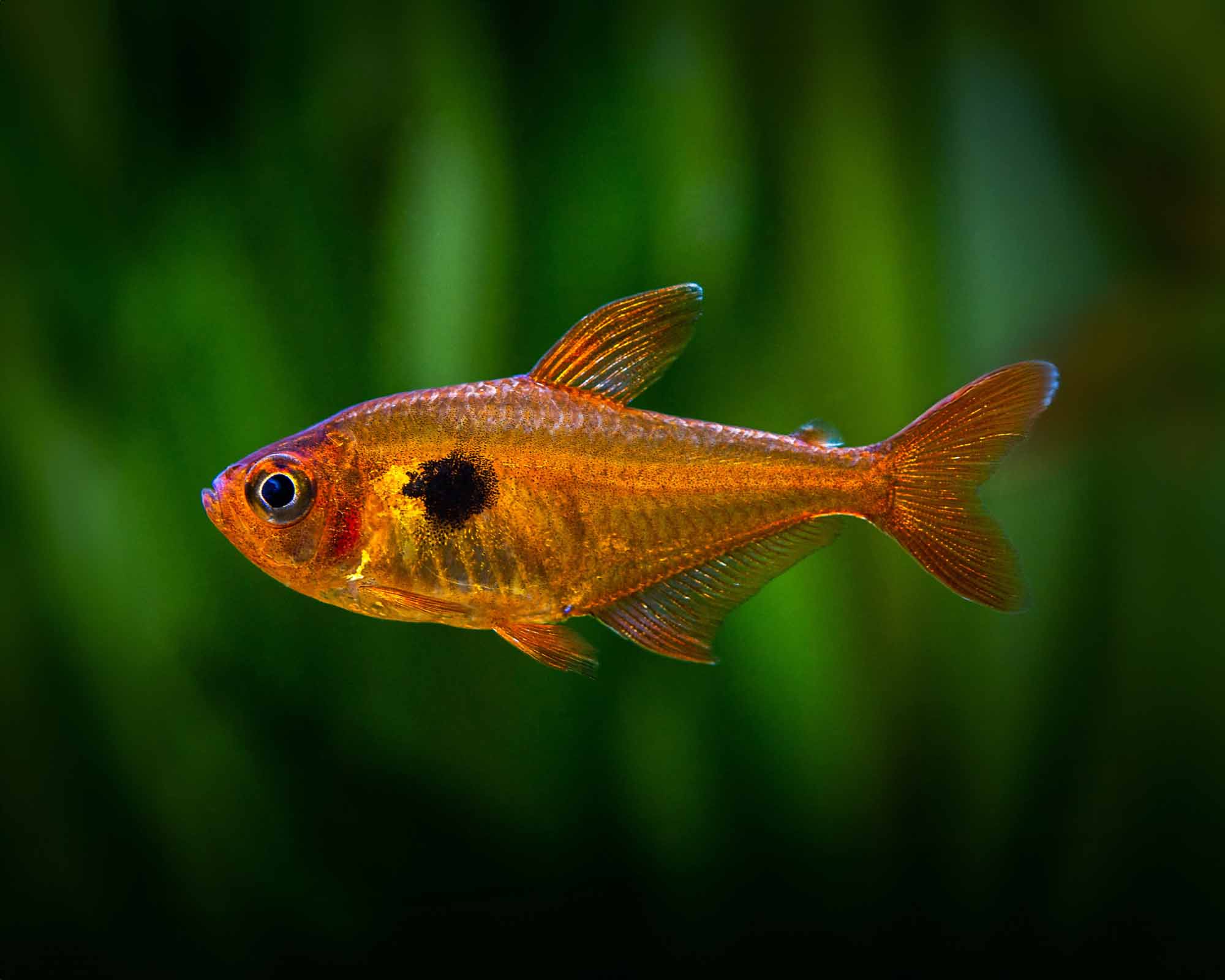 Image of Serpae tetra Hyphessobrycon serpae