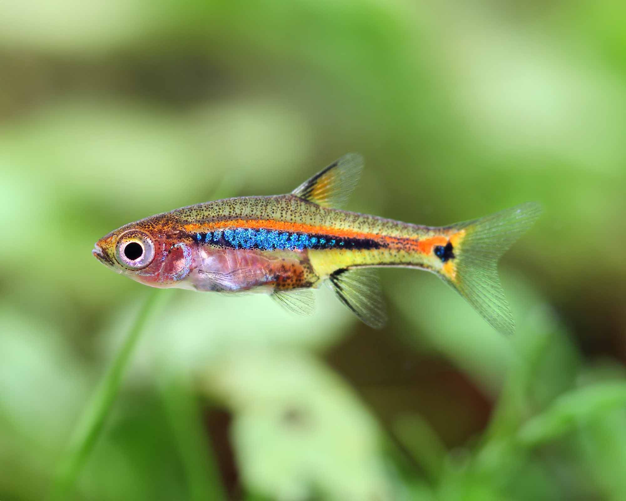 Build a nano aquarium around one main livestock group