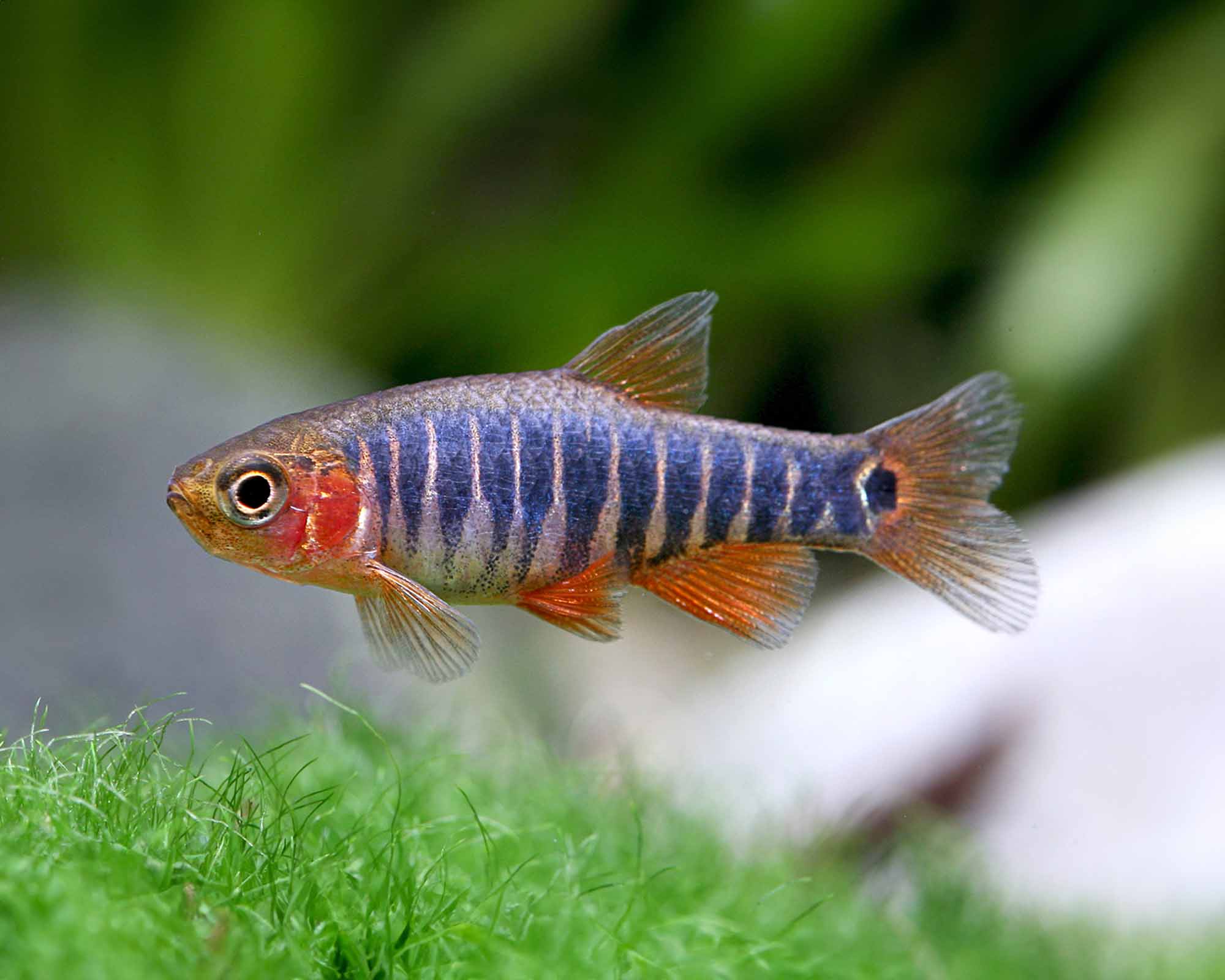 The Unique Transverse Striped Dwarf Danio