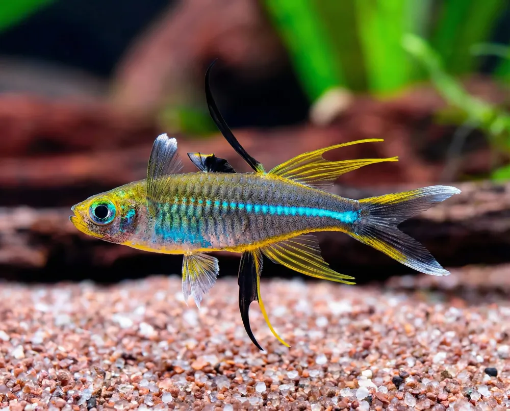 Marosatherina ladigesi (Celebes Sunray Fish)