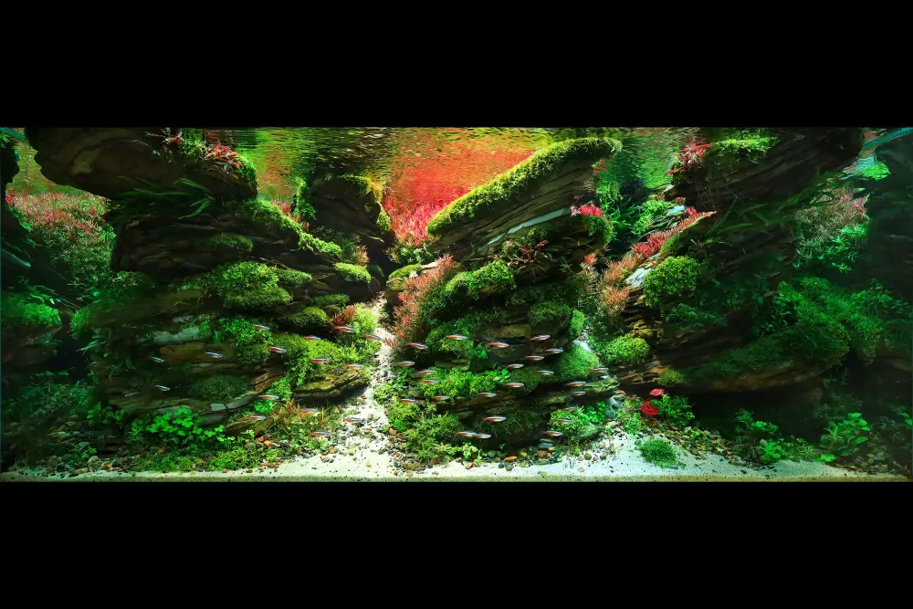 Burning - IAPLC 2024 #21