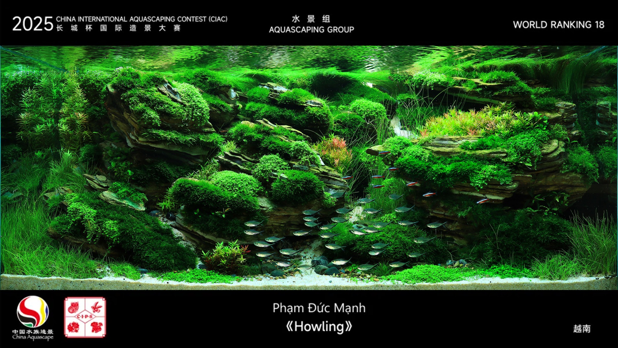 Aquascaping steps | Beauty in Limitations: The New Life of Old Stones