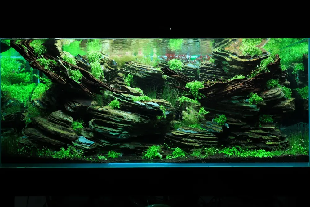 Maintenance and Welcoming New Inhabitants