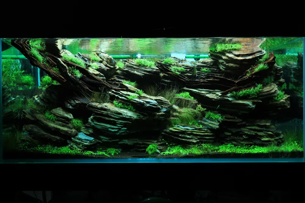 Maintenance and Welcoming New Inhabitants