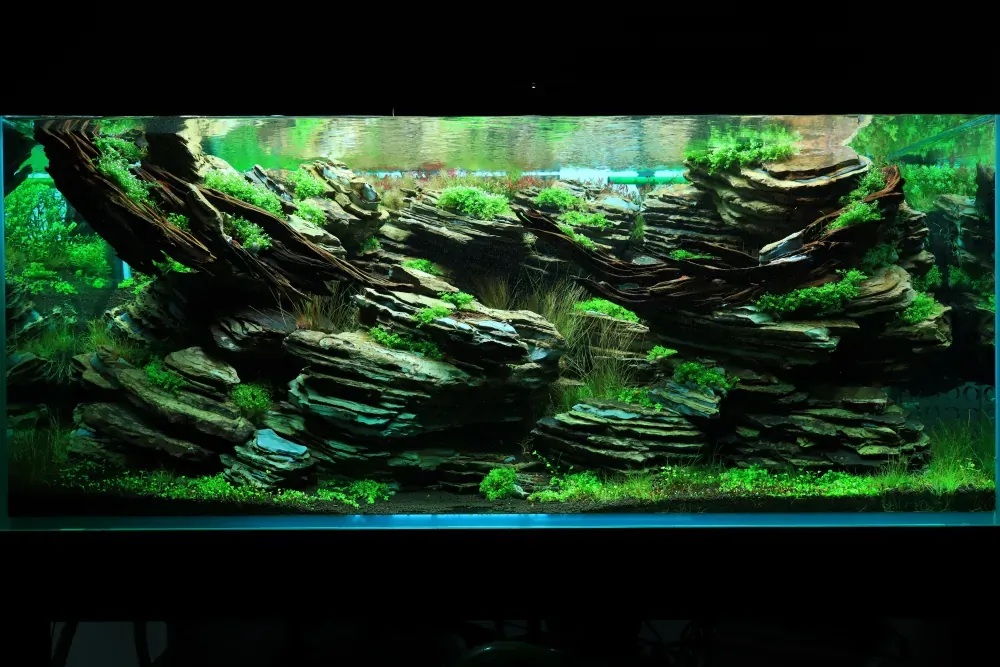 Maintenance and Welcoming New Inhabitants