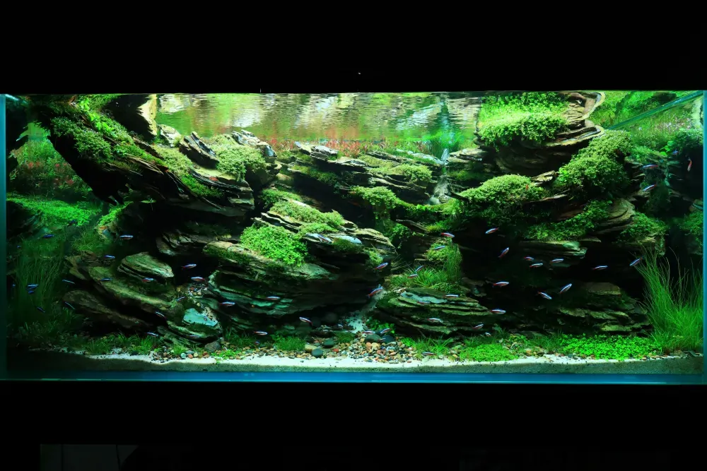 Maintenance and Welcoming New Inhabitants