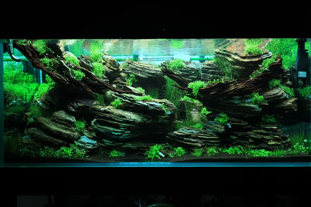 Maintenance and Welcoming New Inhabitants