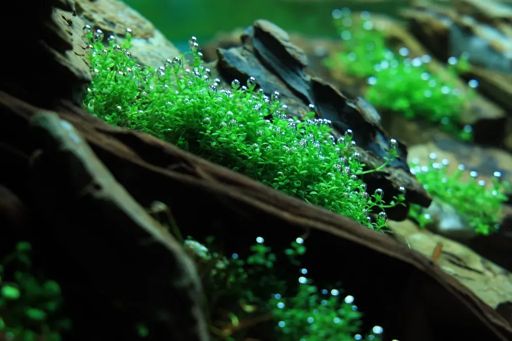 Planting: Mending an Unfinished Picture