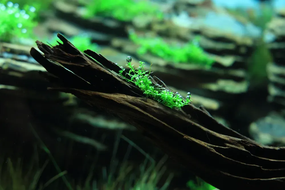 Planting: Mending an Unfinished Picture