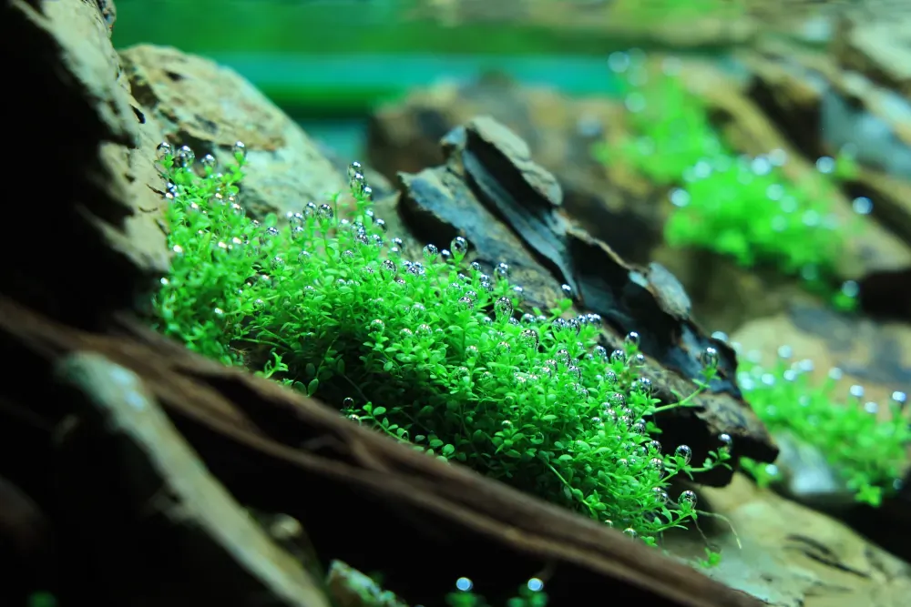 Planting: Mending an Unfinished Picture