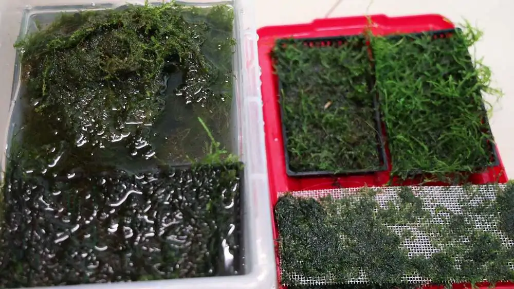 Step by step progression silver waterfall aquarium