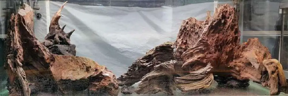 Step by step progression forest aquarium - Hai Xue / Taiwan