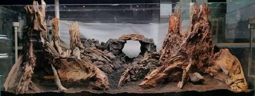 Step by step progression forest aquarium - Hai Xue / Taiwan