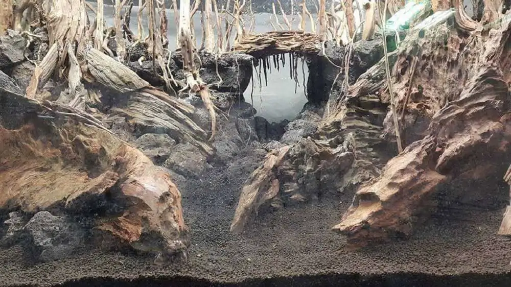 Step by step progression forest aquarium - Hai Xue / Taiwan