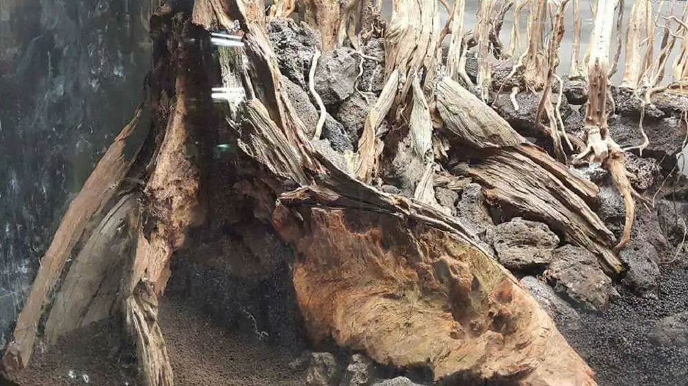 Step by step progression forest aquarium - Hai Xue / Taiwan