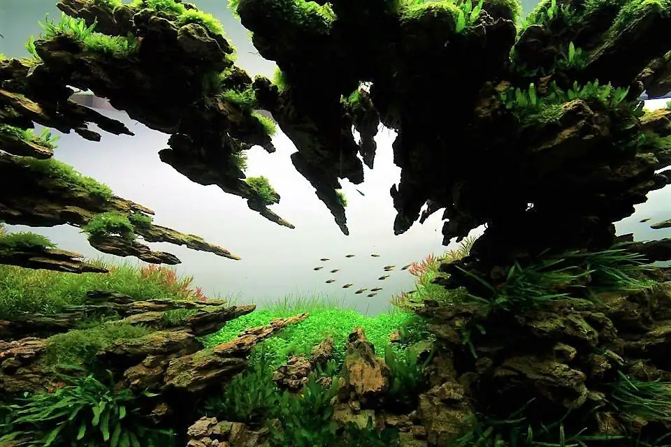 Step by step progression IAPLC 2012 Rank 3 - Green Convergenee