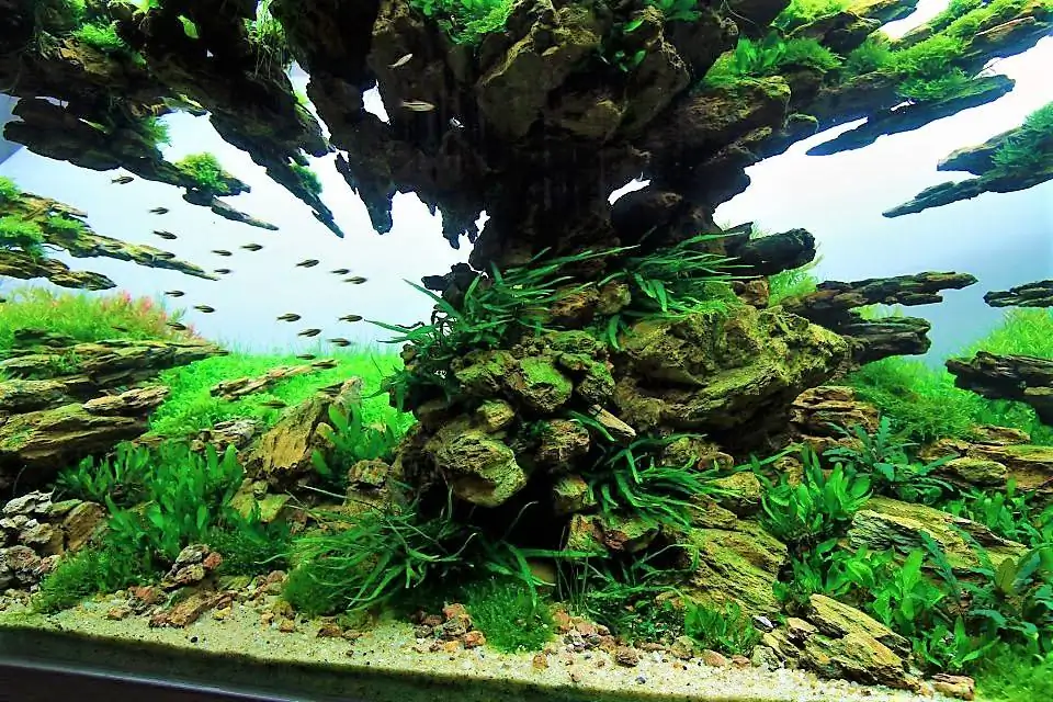 Step by step progression IAPLC 2012 Rank 3 - Green Convergenee